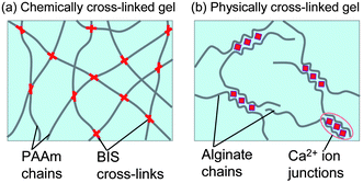 Network of (a) chemical gel vs. (b) physical gel (Raghavan, S. R., and J. F. Douglas. 2012. "The conundrum of gel formation by molecular nanofibers, wormlike micelles, and filamentous proteins: gelation without cross-links?" Soft Matter 8 (33): 8539.