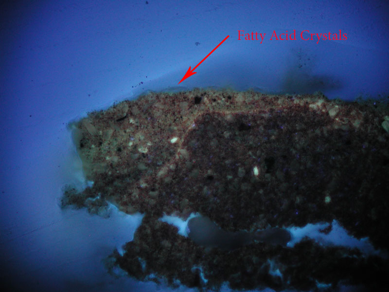 File:1603 2 XS 40X UV fatty acid.jpg