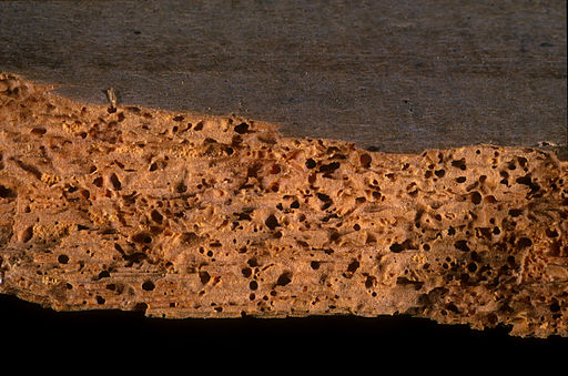 File:CSIRO ScienceImage 1140 Damage Done by a Furniture Beetle.jpg