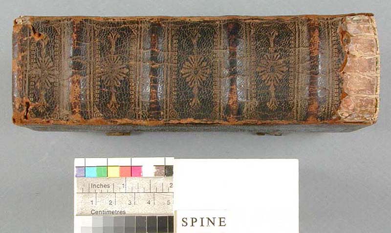 File:Fan spine.jpg