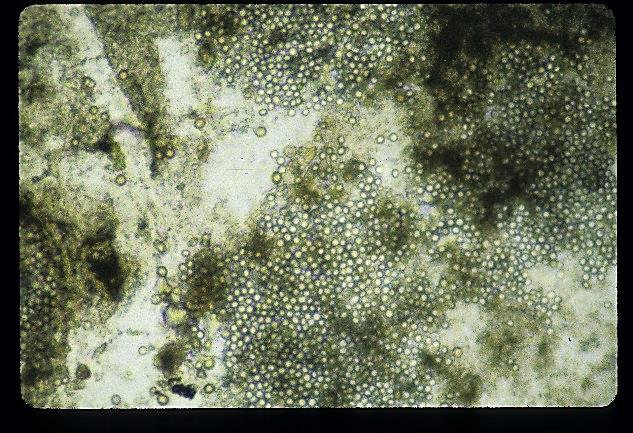 File:Mold1.jpg