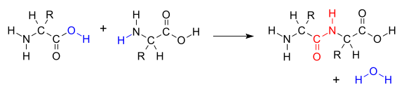 File:Amino acid condensation svg.png