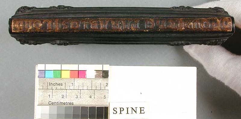 File:Papier-mache spine.jpg