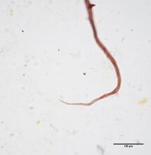 Tapered end of a cotton linter fiber at 400x.