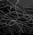 SEM image of cotton fibers at 360x, BSD mode.