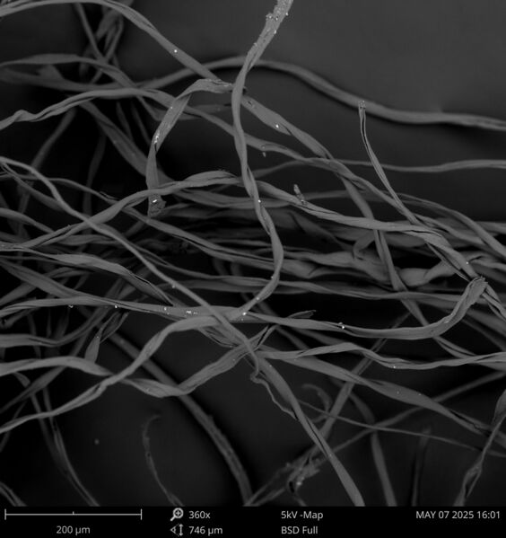 File:Cotton fibers SEM.jpeg