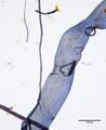 Thumbnail for version as of 23:02, 12 March 2017