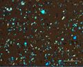 Thumbnail for version as of 17:43, 23 December 2020