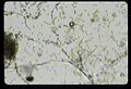 Thumbnail for version as of 16:04, 21 April 2016
