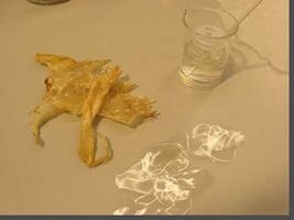 Dried swim bladder, dried and purified disks, and in beaker within a bain-marie