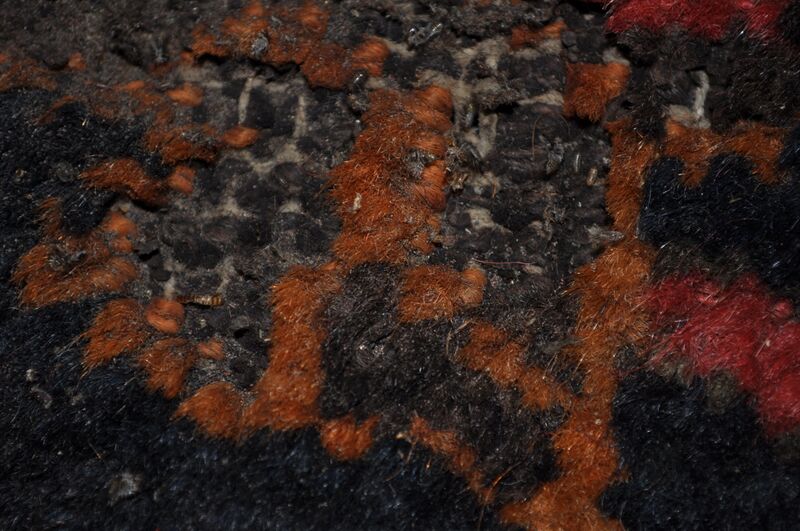 File:2011 3activeinsectinfestationdetail2.jpg