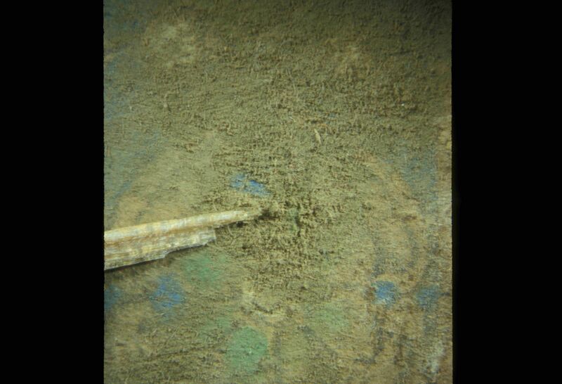 File:Mosaic panel conidia.JPG