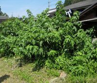 Kozo plant cultivated in Japan.