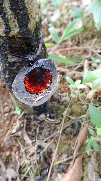 File:Sap.jpg