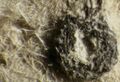 Thumbnail for version as of 18:43, 21 April 2016
