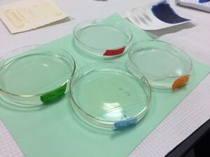 Chemical hydrogels made by the University of Florence's CSGI. Gels are supplied as flat sheets and are stored in deionized water. image: Jessica Walthew