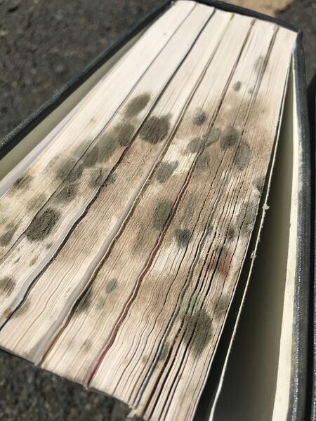 File:Moldy book.jpeg