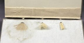 Cord sewing supports which are frayed out and pasted to the inner face of a board