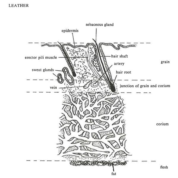 File:Leather-RobertsEtherington.jpg