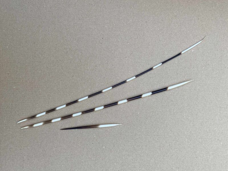 File:Porcupine quills.jpg