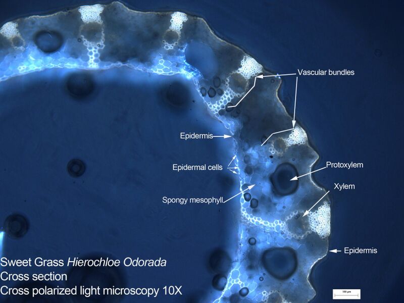 File:Fiberid-fig4-day.jpg