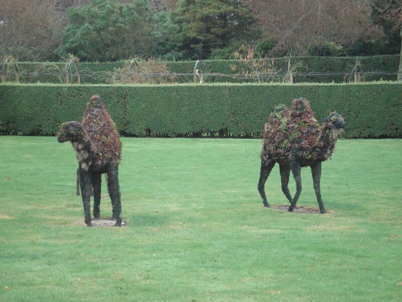 File:Topiary camels.JPG