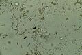 Thumbnail for version as of 15:56, 21 April 2016