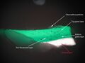Thumbnail for version as of 20:49, 29 March 2012