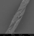 SEM image of a severely degraded cotton fiber at 2950x, BSD mode. Splits between the fibrils are clearly visible.