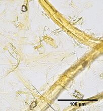 Softwood groundwood pulp. Fibers stained with Graff "C" stain.