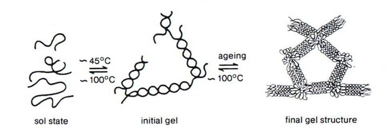 File:Agarose gel formation scheme.jpg