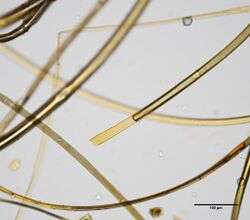 Kapok fibers at 400x.