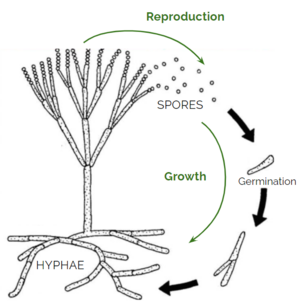 Diagram showing the life cycle of a mold from the Aspergillus genus.
