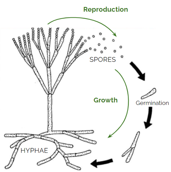 File:Fungal life cycle.png